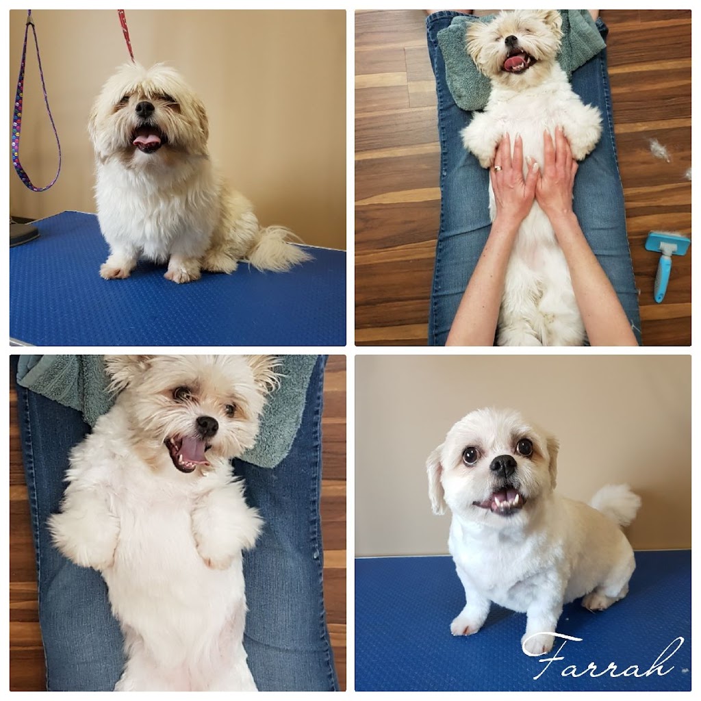 Cocos Canine Care | 12954 162a Ave NW, Edmonton, AB T6V 1V5, Canada | Phone: (780) 886-4723