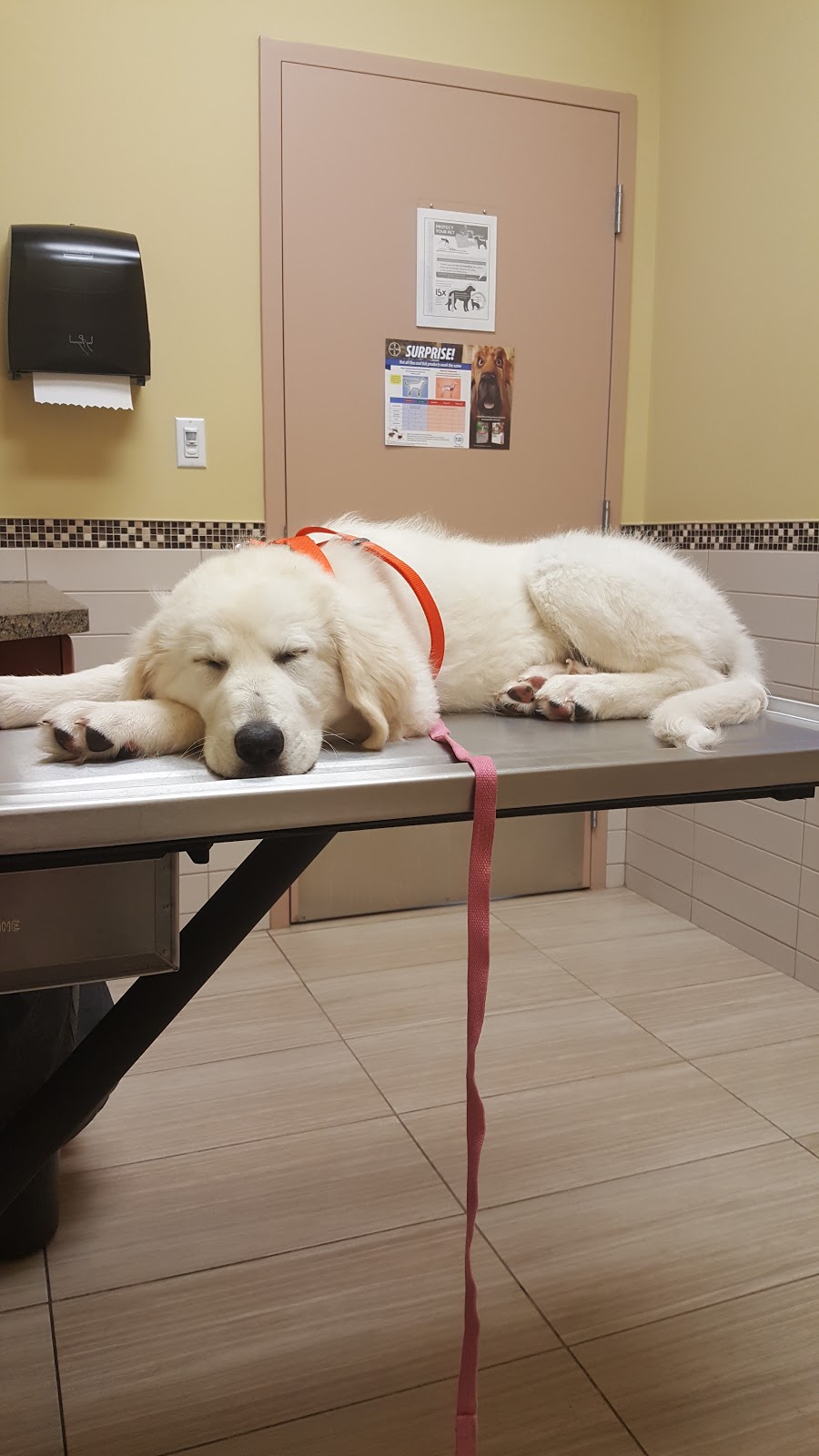 Beattie Pet Hospital | 1231 Appleby Line, Burlington, ON L7L 5H9, Canada | Phone: (289) 919-1231