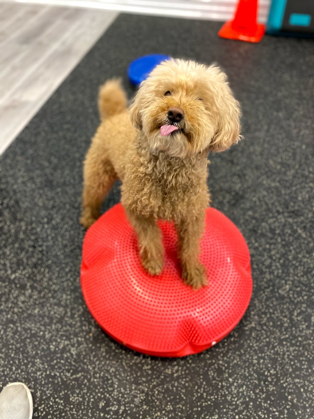Mobility Matters Pet Rehabilitation | 2387 Lakeshore Rd W, Oakville, ON L6L 1H4, Canada | Phone: (905) 847-9424