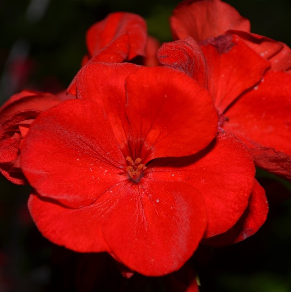Erkelens Greenhouses | 5237 Governors Rd, Lynden, ON L0R 1T0, Canada | Phone: (519) 647-2573