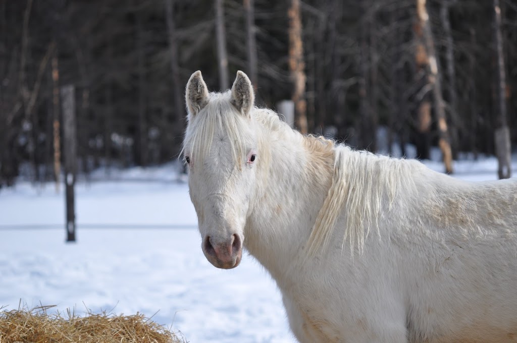 Double L Ranch Appaloosa | 209 Chemin St Patrice, Saint-Raymond, QC G3L 4J4, Canada | Phone: (418) 563-2136