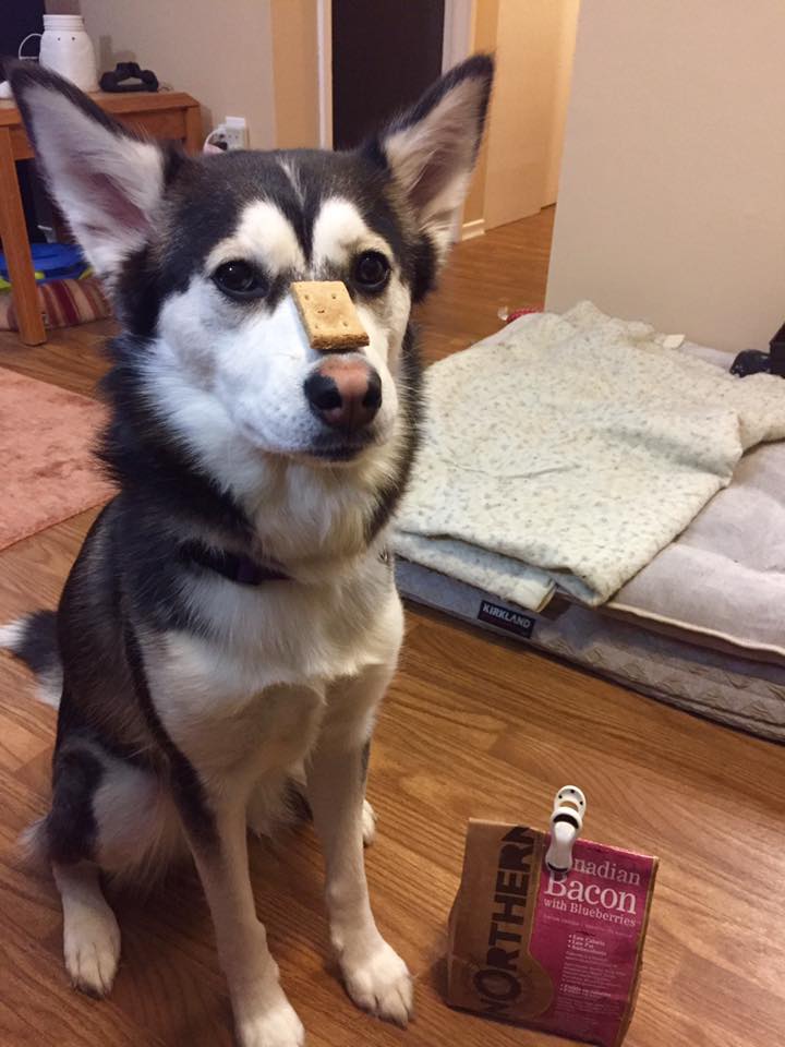 Tail Blazers Health Food Store for Pets | 1877 Regent St, Sudbury, ON P3E 3Z7, Canada | Phone: (705) 470-3112