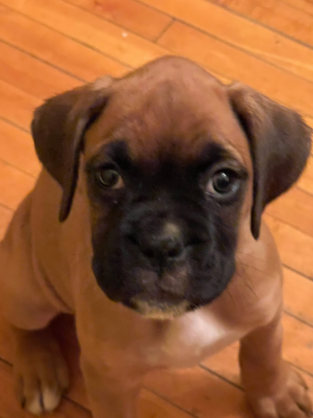 Ciciboxerpups | 12826 Lakeshore Rd, Wainfleet, ON L0S 1V0, Canada | Phone: (226) 934-8310