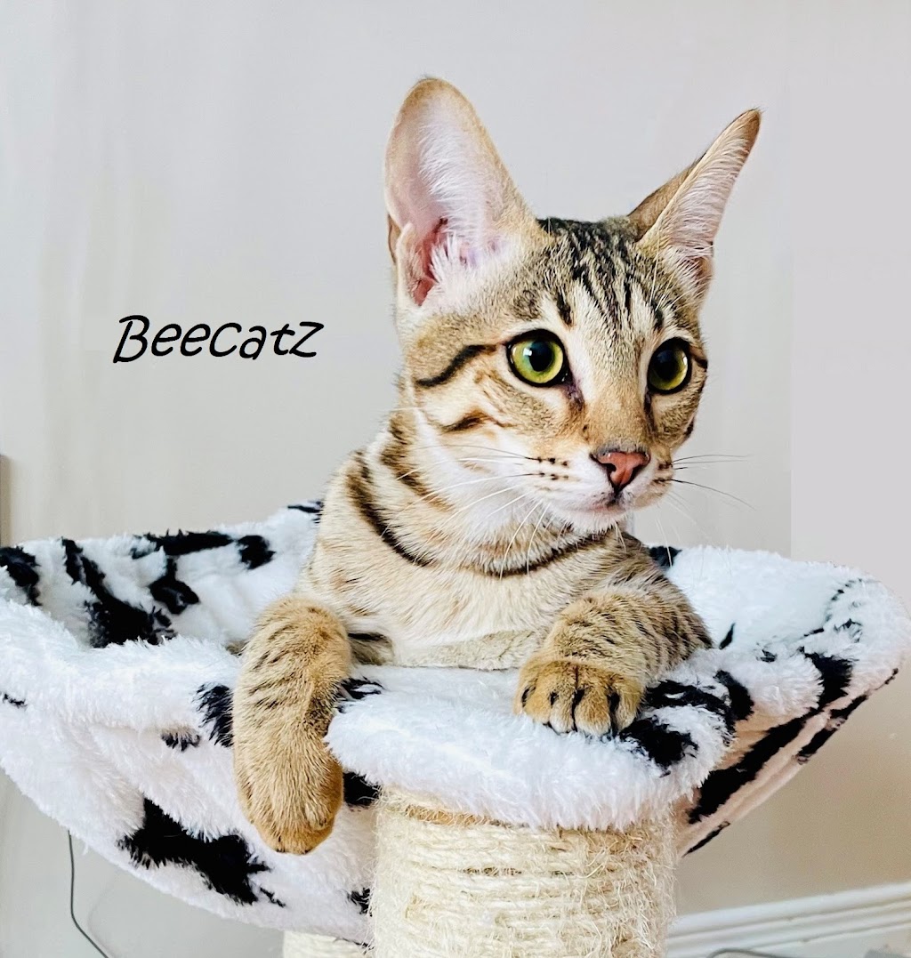 Chatterie Beecatz | Rue Louis-Pasquier, Mont-Saint-Hilaire, QC J3H 0A1, Canada | Phone: (514) 668-7518