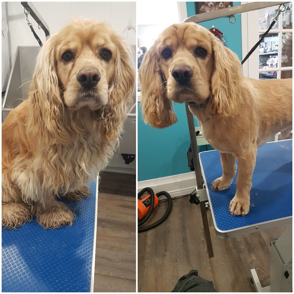 The Rural Pet sPAW | 400 W Front St. Bldg #10, Stirling, ON K0K 3E0, Canada | Phone: (343) 261-4388