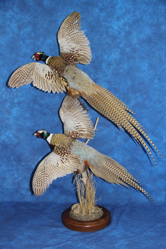 Mountain View Taxidermy | 102 Beech Crescent, Olds, AB T4H 1M1, Canada | Phone: (403) 556-6644