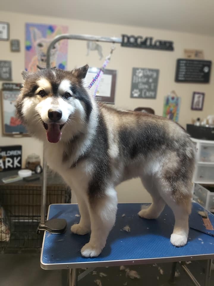 Dos 4 Doggies | 43 Elginfield Dr, Guelph, ON N1E 4E5, Canada | Phone: (519) 820-3164