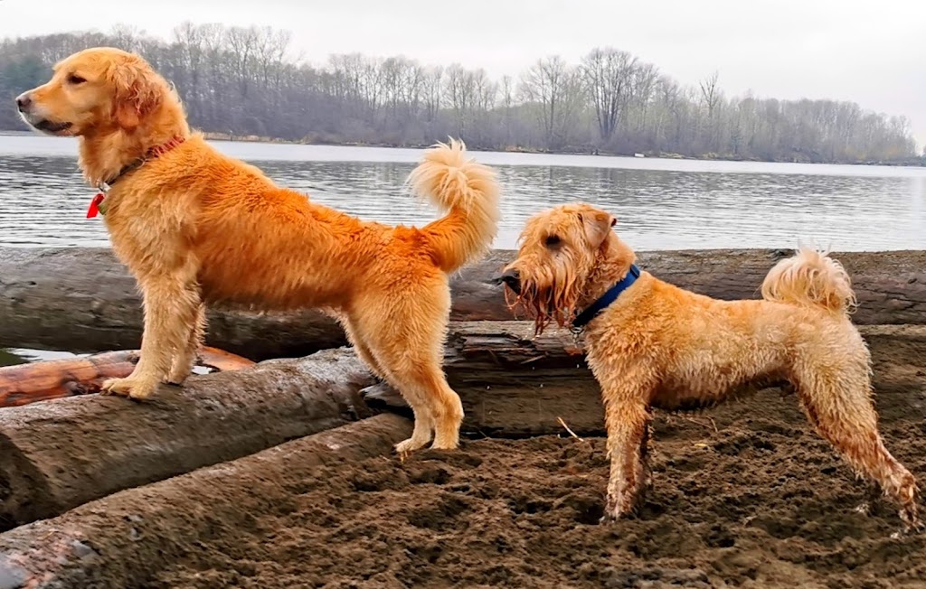 Marpole Dog Walking & Boarding Service | 7210 Hudson St, Vancouver, BC V6P 6J6, Canada | Phone: (604) 809-1761