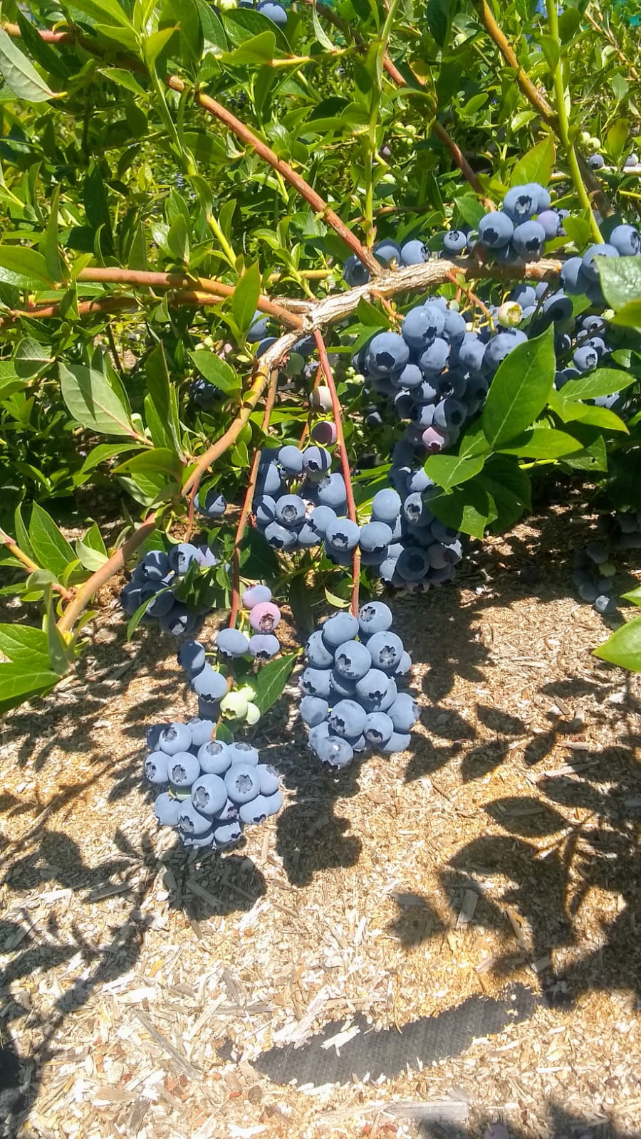 Blueberry Fields Forever (Duncan BC) | 5595 Jordans Ln, Duncan, BC V9L 6J1, Canada | Phone: (250) 715-0084