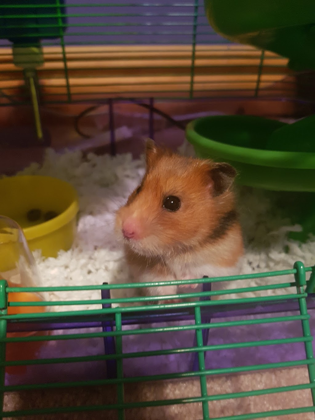 Stayner Pet Ctr | 7272 ON-26, Stayner, ON L0M 1S0, Canada | Phone: (705) 428-6668