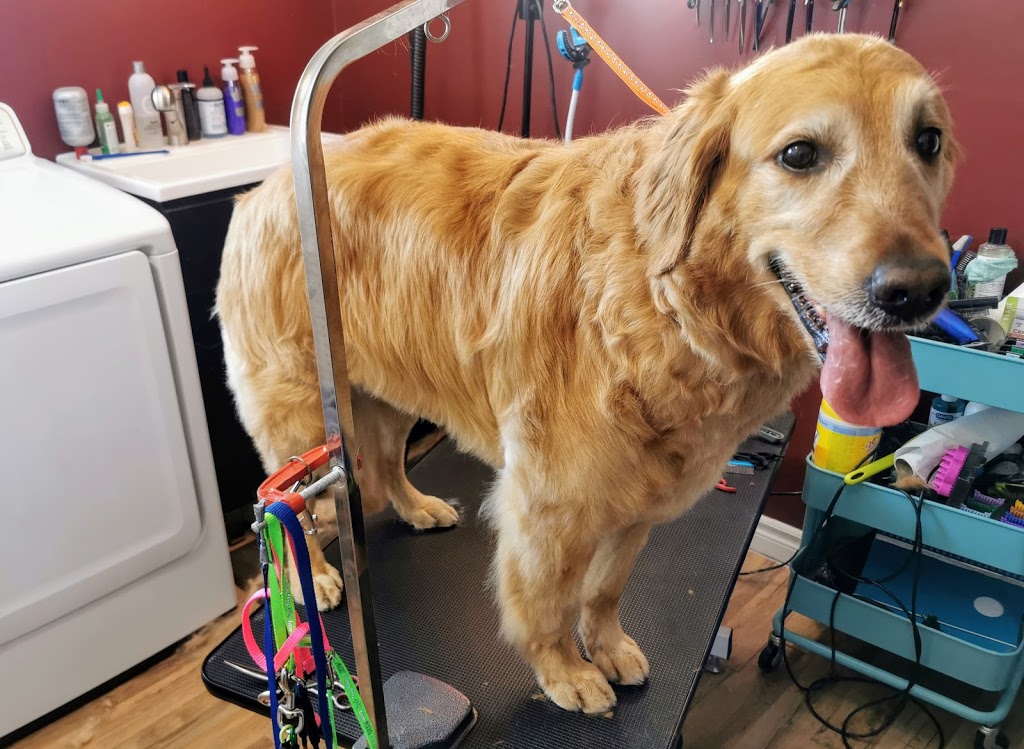 The Grooming Laydee | 7284 County 50 Rd W, Harrow, ON N0R 1G0, Canada | Phone: (226) 202-0428