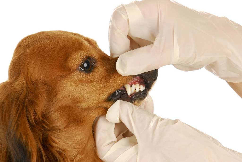 Snowden Animal Hospital - Cloverdale Surrey BC | 6385 168 St Unit # 111, Surrey, BC V3S 3Y2, Canada | Phone: (604) 579-0986