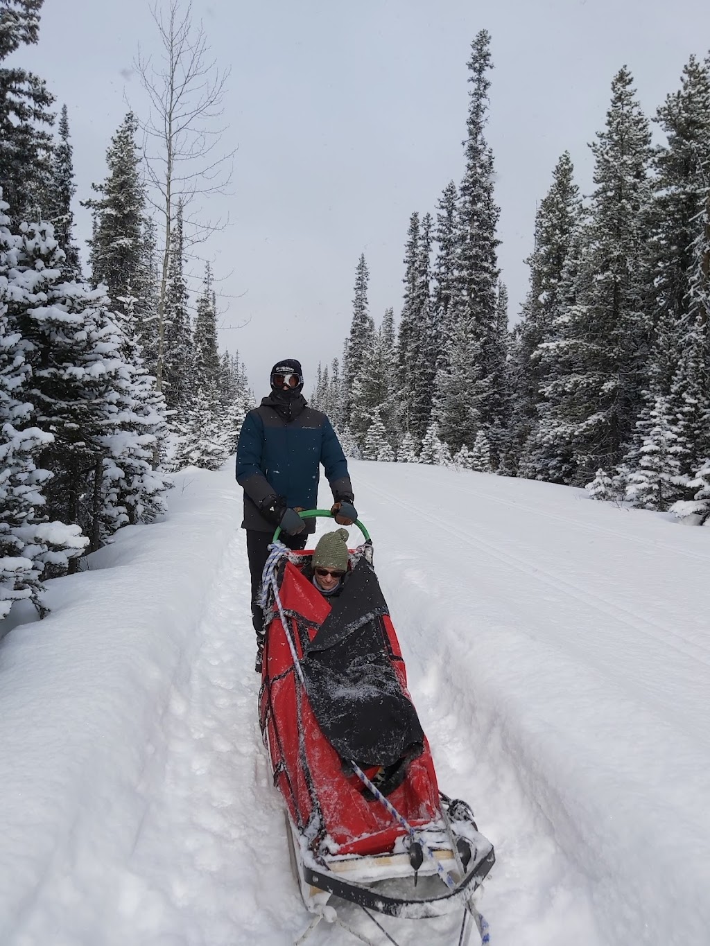 Kingmik Dog Sled Tours | 16430 Hwy 1A, Lake Louise, AB T0L 1E0, Canada | Phone: (855) 482-4592