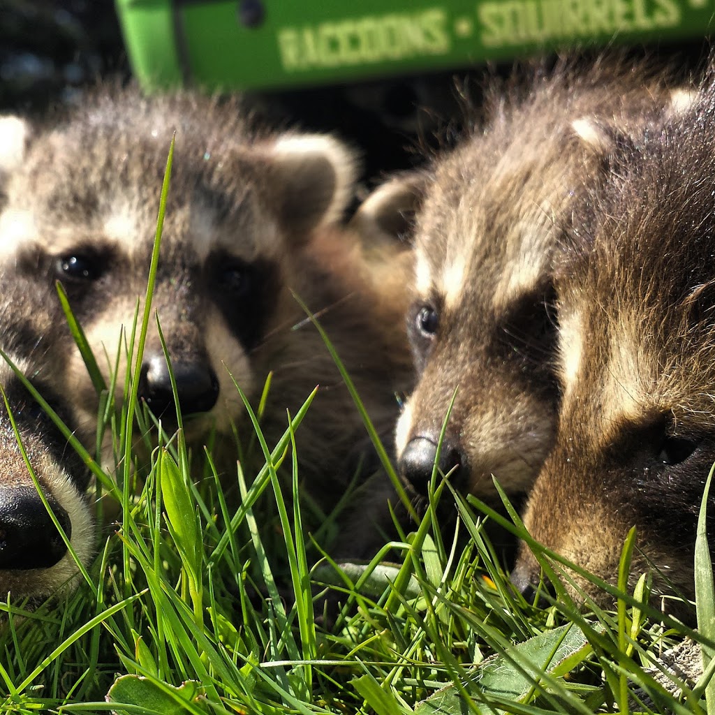 Skedaddle Humane Wildlife Control | 55 Chamberlin Dr, Cambridge, ON N1T 1M3, Canada | Phone: (519) 658-4400