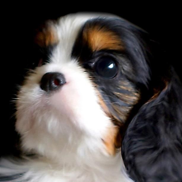 Elevage Canin Ann-Lou | 429 Rue Georges Laplante, Lavaltrie, QC J5T 2C2, Canada | Phone: (514) 951-9346