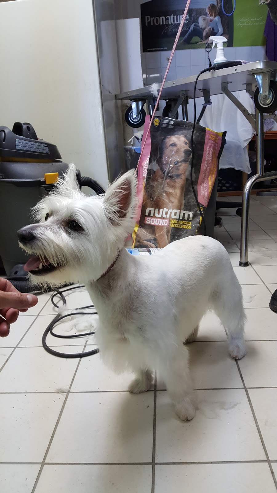 Boutique le Chien Élégant | 59 5e Avenue, Windsor, QC J1S 1V5, Canada | Phone: (819) 845-7060