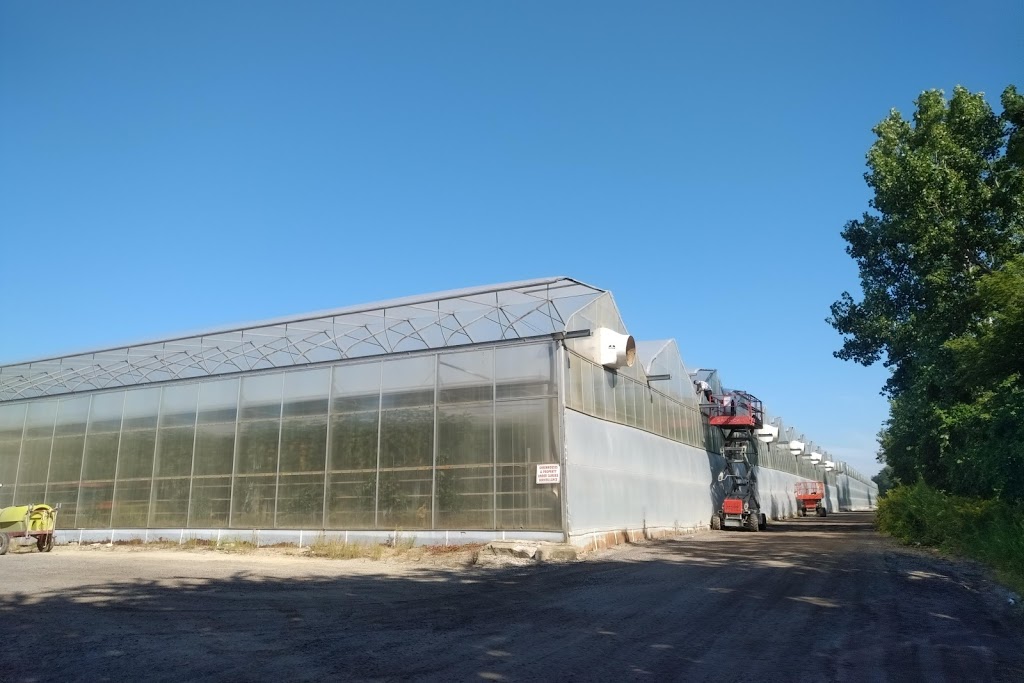 Southshore Greenhouses Inc | 1758 Seacliff Dr, Kingsville, ON N9Y 2M6, Canada | Phone: (519) 326-2926