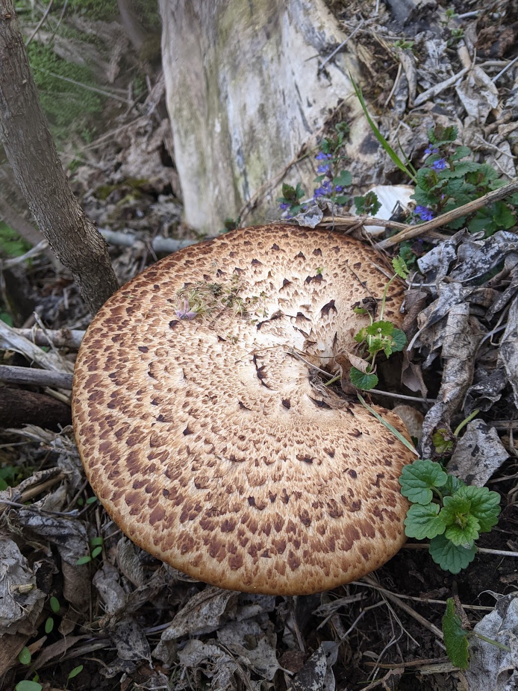 Grand River Mycology | 70 Arrowhead Crescent, Kitchener, ON N2P 1B9, Canada | Phone: (226) 505-0185