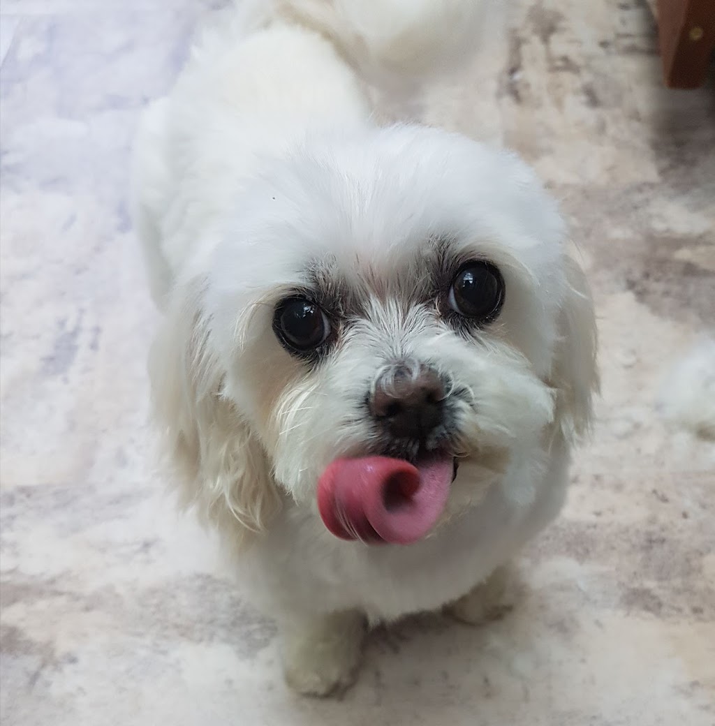 Barkies Paw Spa Dog Grooming | 4809 52 Ave, Bentley, AB T0C 0J0, Canada | Phone: (403) 318-6593