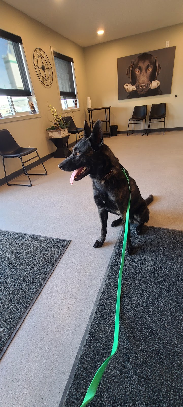 Olds Pioneer Veterinary Services | 6110 Imperial Way, Olds, AB T4H 1M5, Canada | Phone: (403) 556-6882