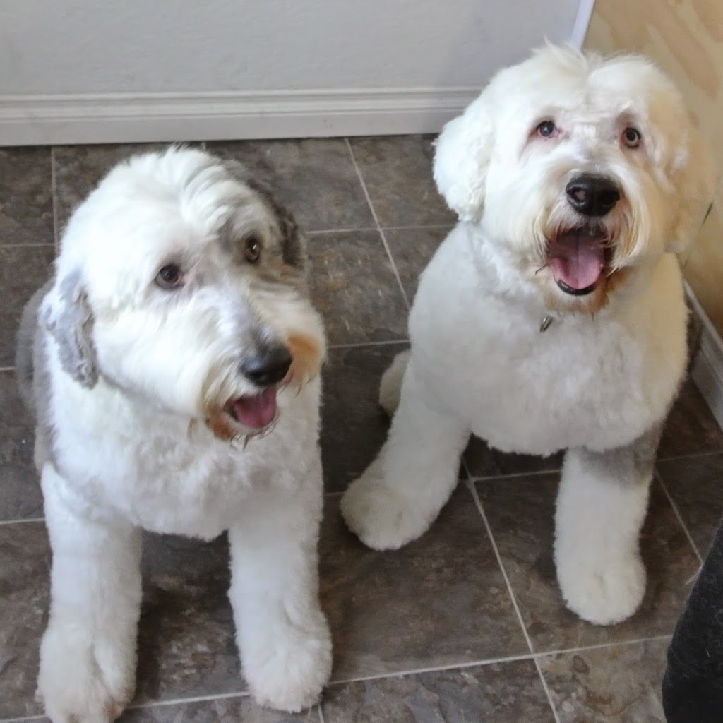 Pawparazzi Dog Grooming | 22378 132 Ave, Maple Ridge, BC V4R 2P6, Canada | Phone: (604) 477-1222