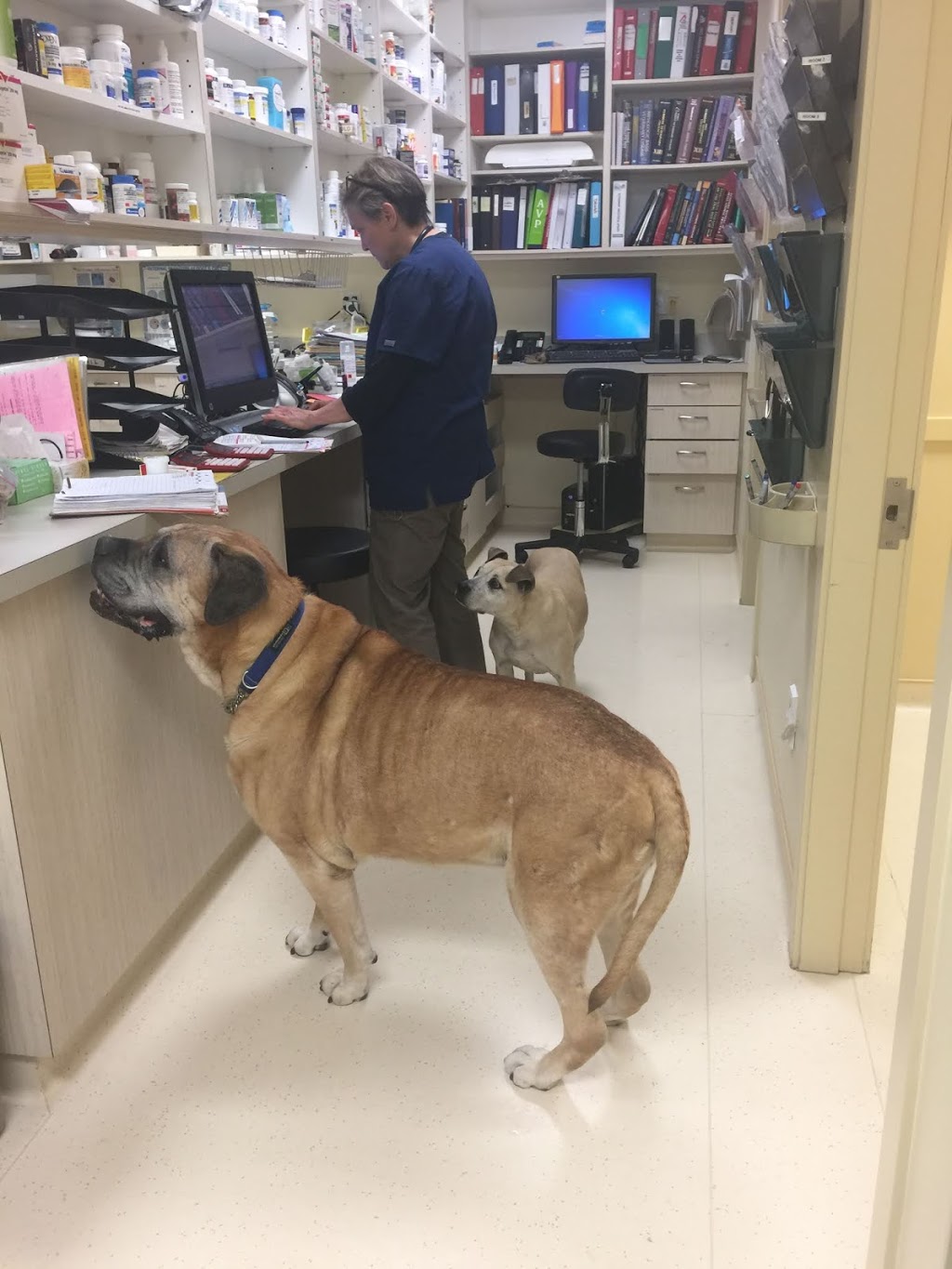 Fleetwood Veterinary Clinic | 17670 65a Ave #106, Surrey, BC V3S 5N4, Canada | Phone: (604) 576-6640