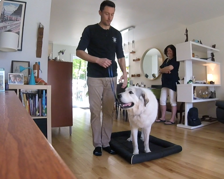 Leadership Based Dog Training | 104 Av. Angell, Beaconsfield, QC H9W 4V7, Canada | Phone: (514) 965-5869