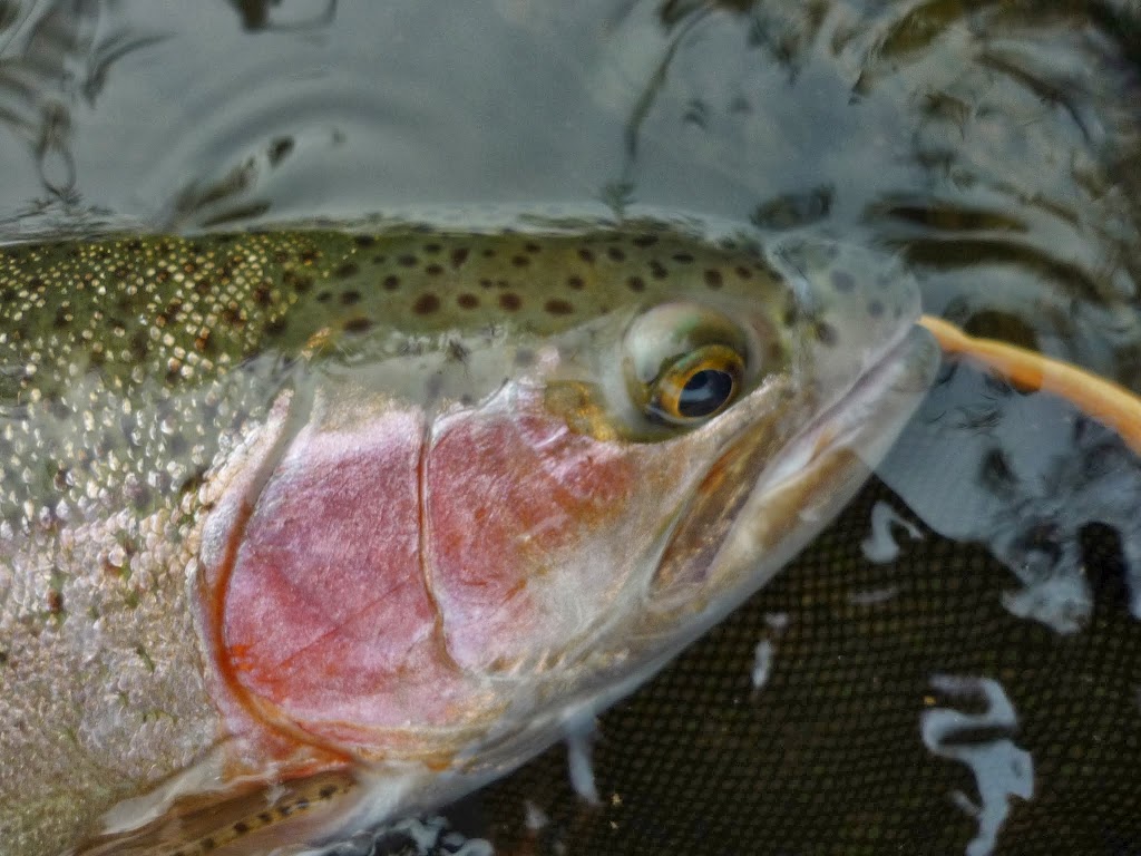 The Northern Fly Fisherman | 892 Manor Heights, Martensville, SK S0K 2T2, Canada | Phone: (306) 665-0076