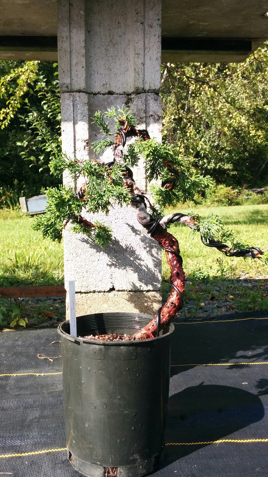 Bonsai Enr (Les) | 570 3e Rang O, Saint-Joachim-de-Shefford, QC J0E 2G0, Canada | Phone: (450) 539-3681