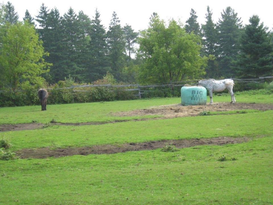 Spotacular farms | 4358 Holborn Rd, Mount Albert, ON L0G 1M0, Canada | Phone: (289) 716-4461