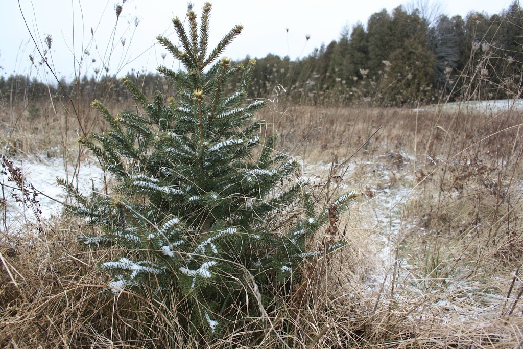 Jingle Bills Christmas Tree Farm | 7373 Concession 1, Puslinch, ON N0B 2J0, Canada | Phone: (519) 546-4659