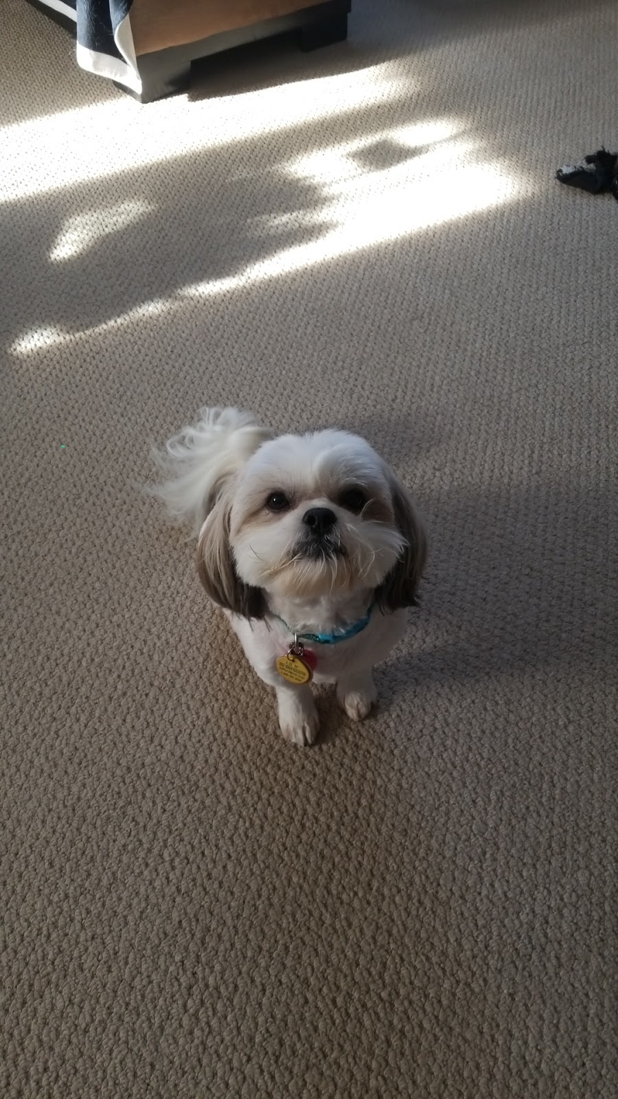 Best Pals Grooming | 6 Shakespeare Crescent, Barrie, ON L4N 6C4, Canada | Phone: (705) 739-1965