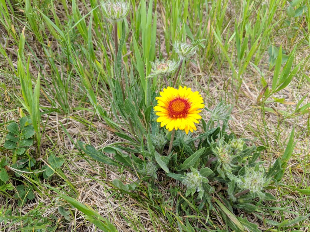 Peturrsons Ravine | Saskatoon, SK S7N 2G7, Canada
