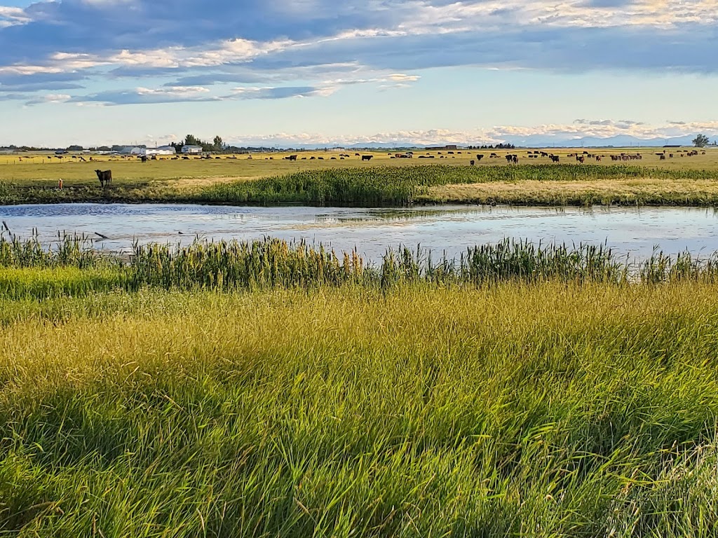 The Track Golf Course | 333 Boulder Creek Dr, Langdon, AB T0J 1X3, Canada | Phone: (403) 936-3644