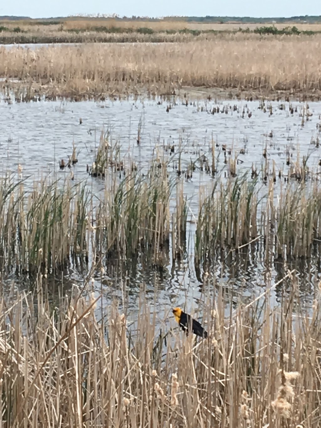 Oak Hammock Marsh Interpretive Centre | 1 Snow Goose Bay, Stonewall, MB R0C 2Z0, Canada | Phone: (204) 467-3300