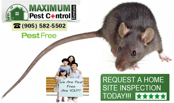 Maximum Pest Control Services | 1860 Appleby Line Suite 430, Burlington, ON L7L 7H7, Canada | Phone: (905) 582-5502