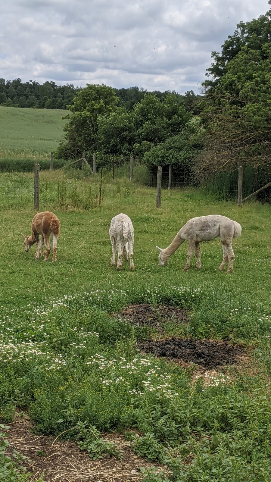 Mapletons Organic Dairy | 8548 Wellington St N, Moorefield, ON N0G 2K0, Canada | Phone: (519) 638-1115