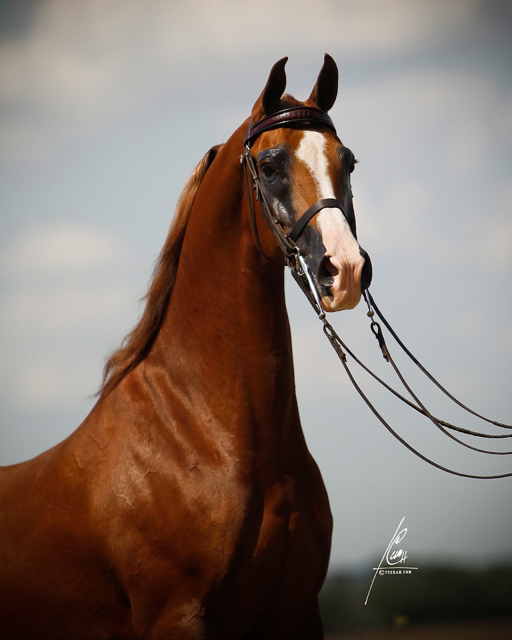 Ehret Equine | Range Rd 265, Falun, AB T0C 1H0, Canada | Phone: (780) 352-0332