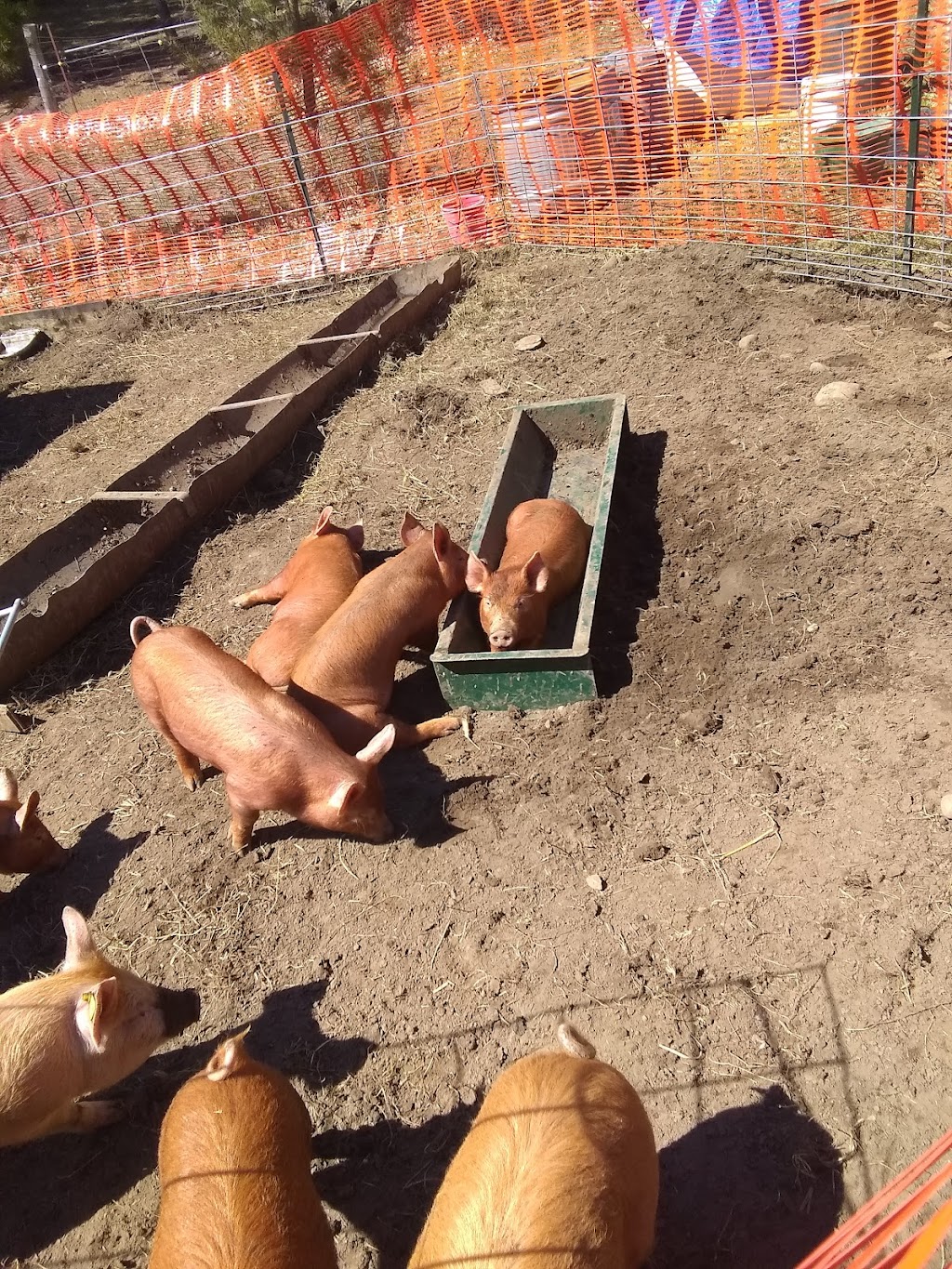 Kevin Farm | 445 Ballyduff Rd, Pontypool, ON L0A 1K0, Canada | Phone: (250) 415-7106