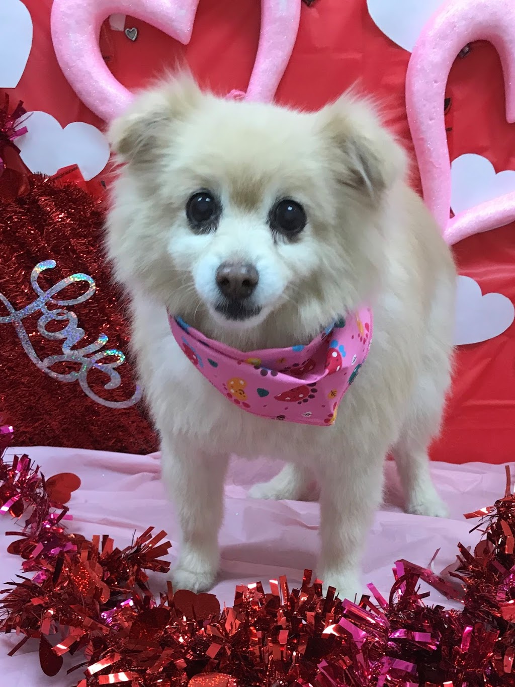 Cuttles Dog Grooming & Boutique Inc | 8099 Weston Rd Unit 26, Woodbridge, ON L4L 0C1, Canada | Phone: (905) 264-6500