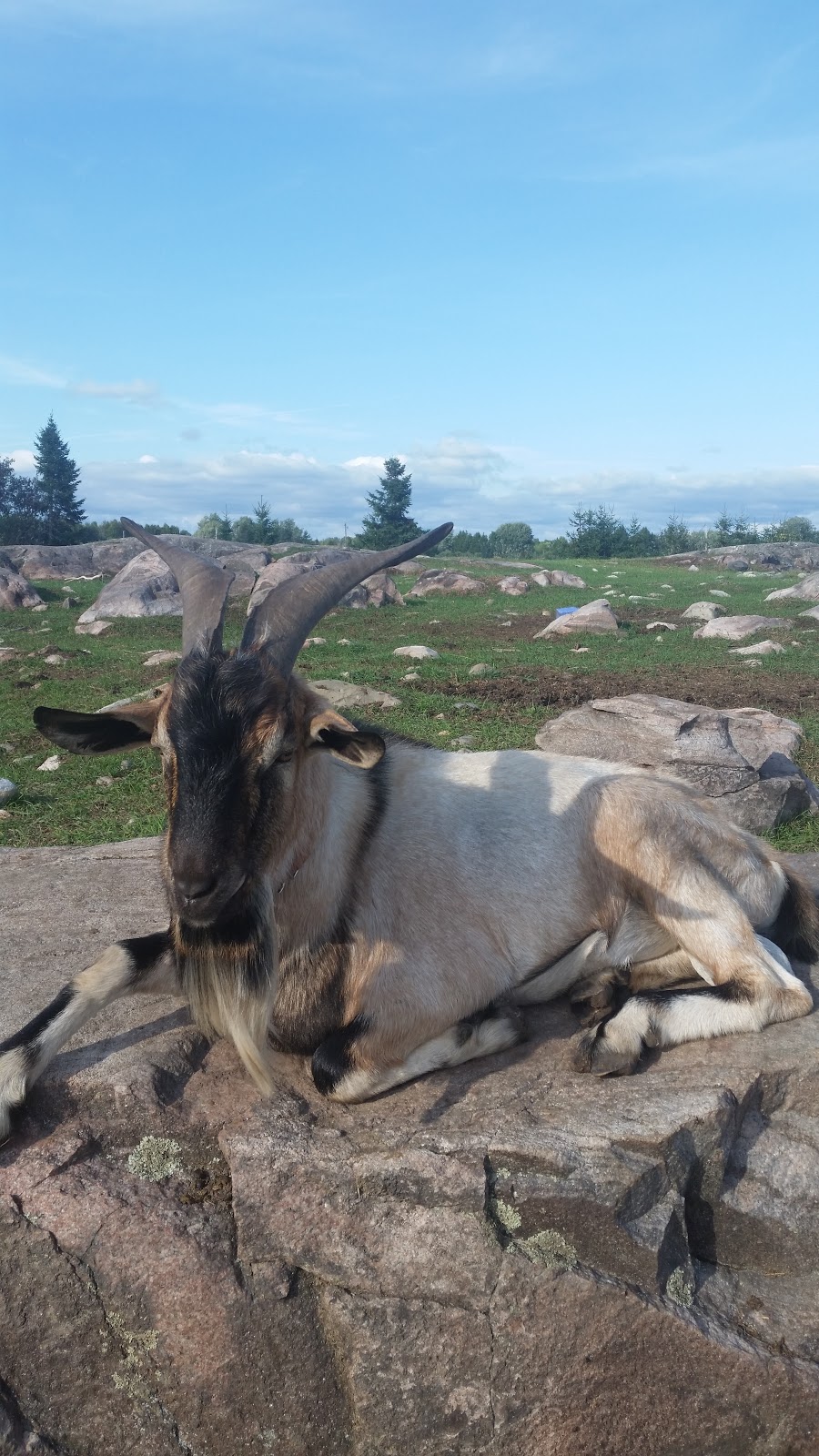 elmwoodfarms | 744 Rainville Rd, Verner, ON P0H 2M0, Canada | Phone: (705) 995-2063