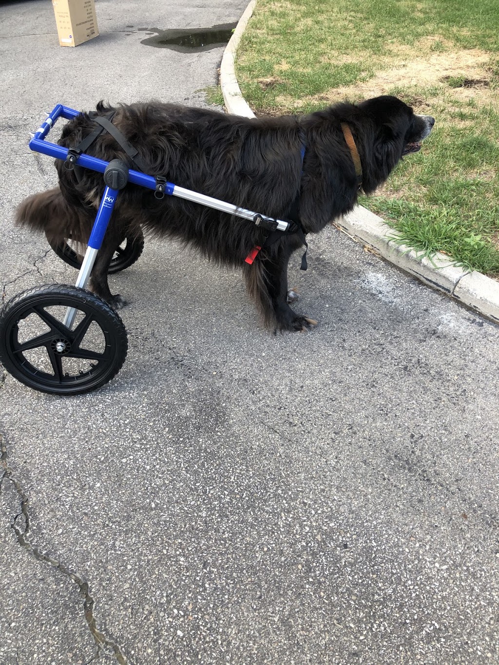 Institut thérapeutique canin | 22 Rang Saint-André, Saint, Saint-Mathieu, QC J0L 2H0, Canada | Phone: (579) 996-5444