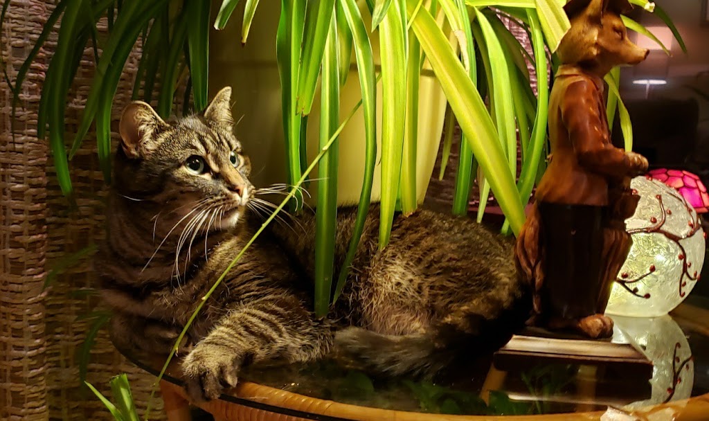 Clinique Veterinaire Sagamie | 741 Chem. du Pont Taché, Alma, QC G8B 5B7, Canada | Phone: (418) 662-6573