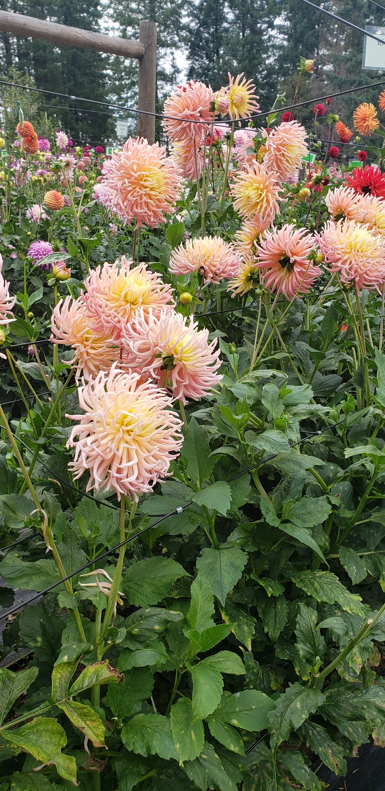 Warwick Dahlias | 1672 Constitution Rd, Black Creek, BC V9J 1G2, Canada | Phone: (250) 650-2128