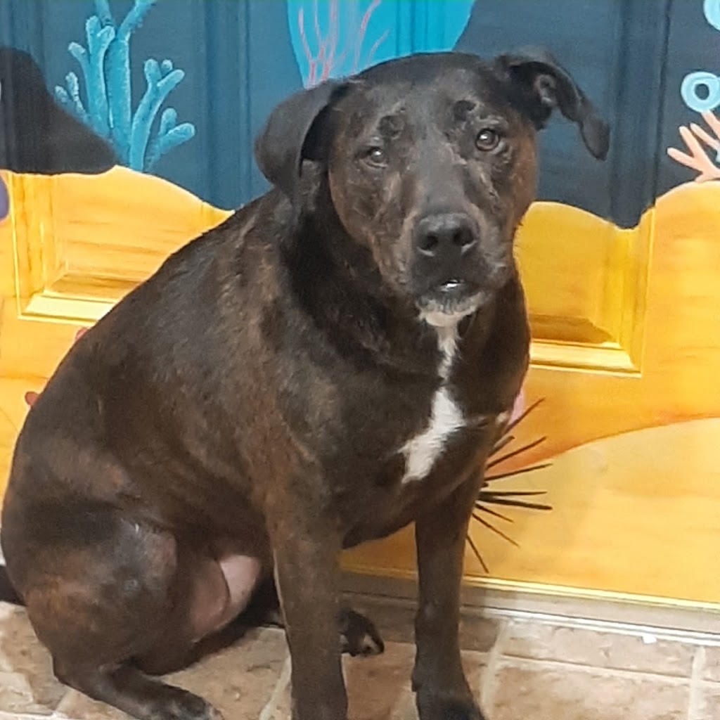 Loves Dogs - Grooming | 2073 High Country Rise, High River, AB T1V 0C9, Canada | Phone: (403) 336-2734