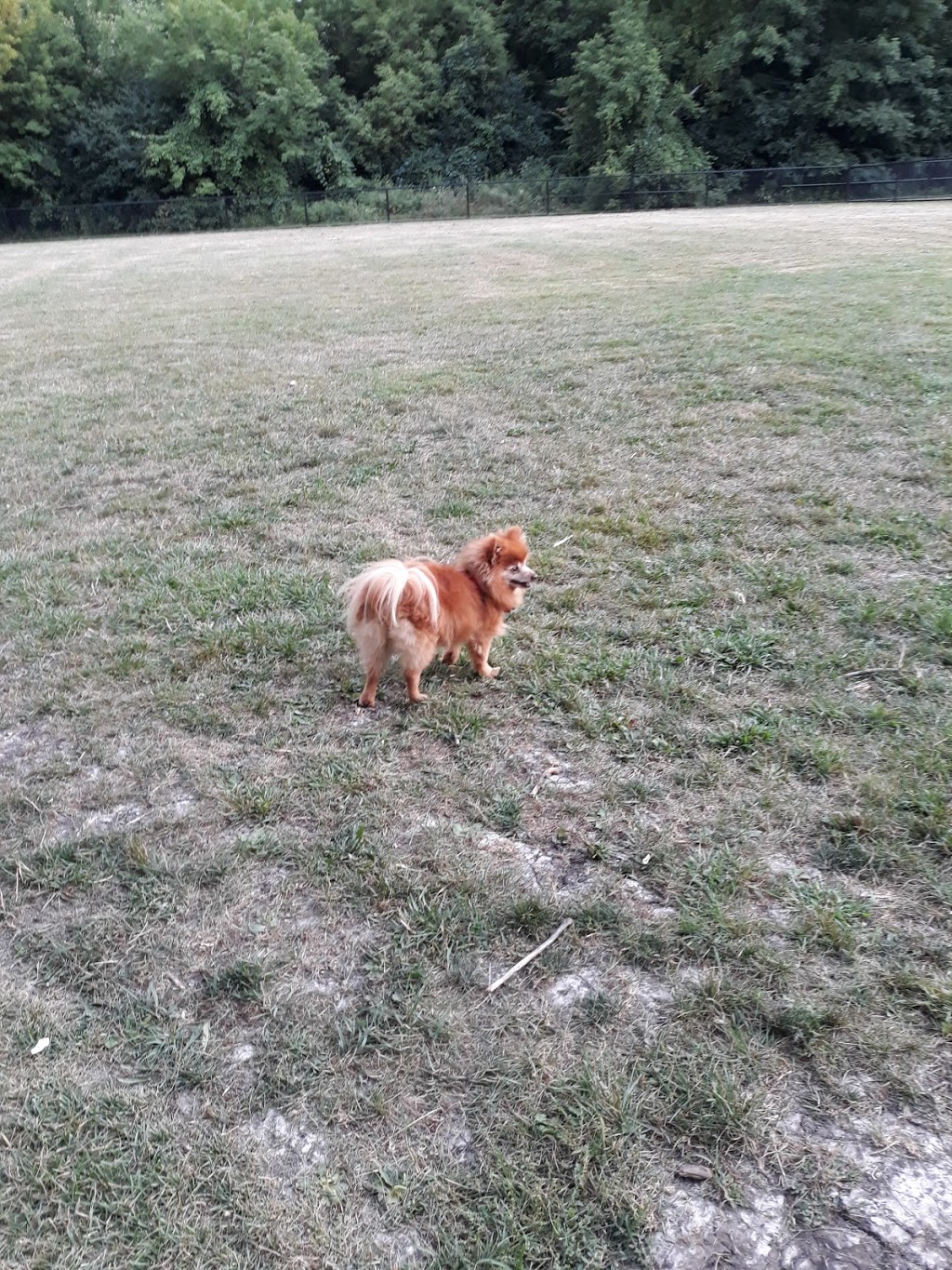 Beeton Dog Park | 152-242 10th Side Rd, Beeton, ON L0G 1A0, Canada