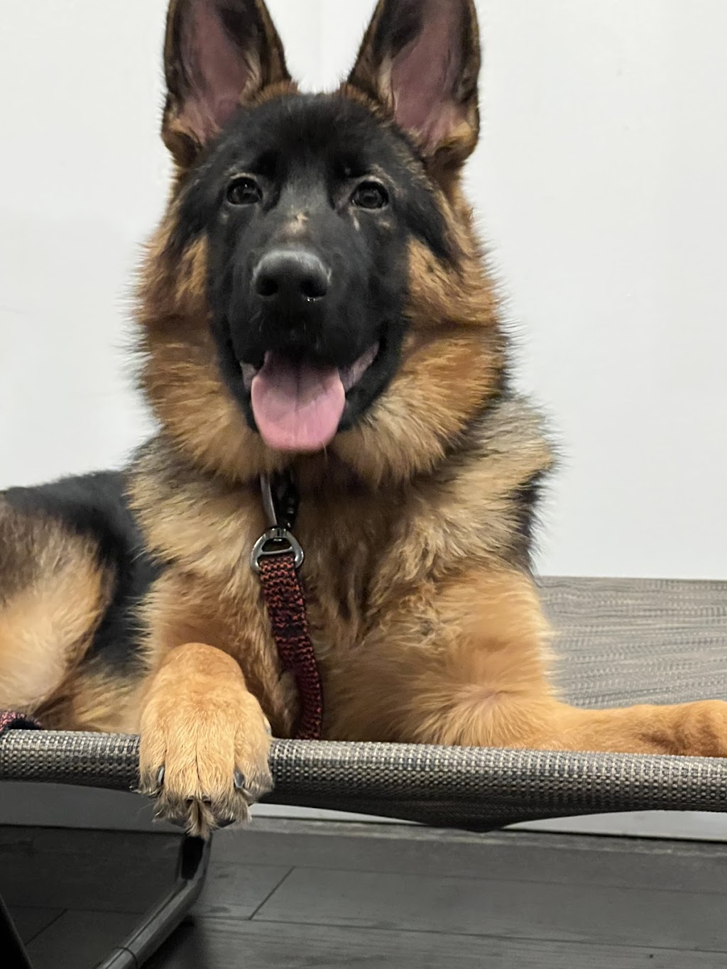 Benridge Canine Services | 24 Pillar Rock Crescent, Markham, ON L6C 3H4, Canada | Phone: (647) 807-8761