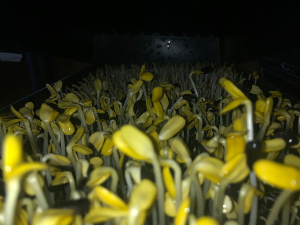 Magic Rabbit Microgreens | 2678 County Rd 12, Essex, ON N8M 2X6, Canada | Phone: (519) 999-1112
