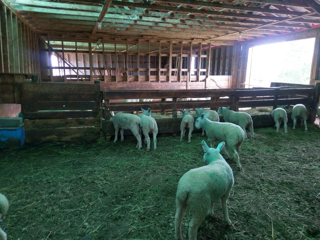 Upperbrook Farm | 989 Upper Brookside Rd, Central North River, NS B6L 6W6, Canada | Phone: (902) 895-4708