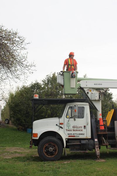 Quality Tree Service | 43 Alice St, Acton, ON L7J 2A9, Canada | Phone: (905) 873-6982